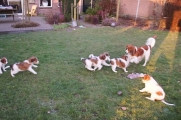 Filmpje pups lekker in de tuin 2015-02-13